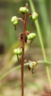 Attēlu rezultāti vaicājumam “Pyrola rotundifolia fruit”