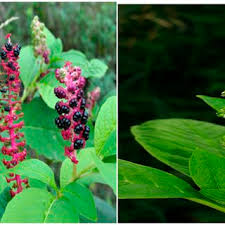 Attēlu rezultāti vaicājumam “Phytolacca acinosa fruit”
