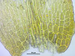 Attēlu rezultāti vaicājumam “Amblystegium serpens macro”