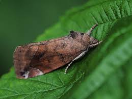 Attēlu rezultāti vaicājumam “Cosmia pyralina”