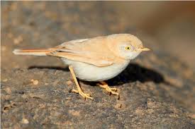 Image result for Sylvia nana