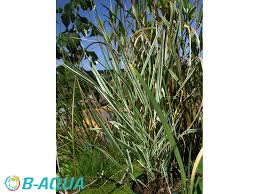 Attēlu rezultāti vaicājumam “Phalaroides arundinacea fruit”