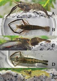Attēlu rezultāti vaicājumam “Diderma crustaceum macro”