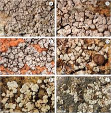 Attēlu rezultāti vaicājumam “Trapelia coarctata”