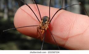 Attēlu rezultāti vaicājumam “Phalangium opilio”