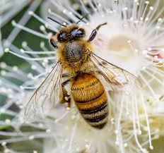 Attēlu rezultāti vaicājumam “Apis mellifera”