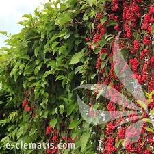 Attēlu rezultāti vaicājumam “Schisandra chinensis”