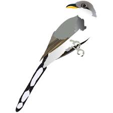 Image result for Coccyzus americanus