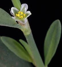 Attēlu rezultāti vaicājumam “Polygonum aviculare flower”