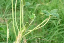 Attēlu rezultāti vaicājumam “Trifolium fragiferum”