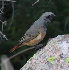 Attēlu rezultāti vaicājumam “Phoenicurus ochruros female”