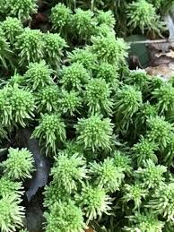 Attēlu rezultāti vaicājumam “Sphagnum wulfianum”