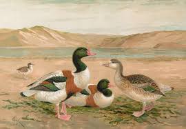 Attēlu rezultāti vaicājumam “Tadorna tadorna”