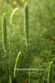 Attēlu rezultāti vaicājumam “Phleum phleoides fruit”