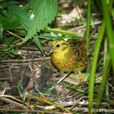 Attēlu rezultāti vaicājumam “Emberiza citrinella”