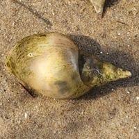 Attēlu rezultāti vaicājumam “Lymnaea stagnalis”