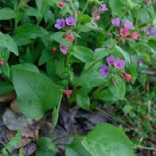 Attēlu rezultāti vaicājumam “Pulmonaria obscura bud”