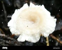 Attēlu rezultāti vaicājumam “Collybia tuberosa”