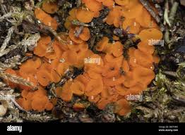 Attēlu rezultāti vaicājumam “Byssonectria fusispora”