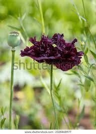Image result for Papaver somniferum Black