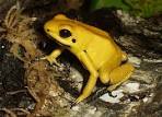 Un <b>animal venenoso</b> es aquel