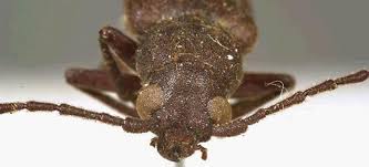 Attēlu rezultāti vaicājumam “Criocephalus rusticus”