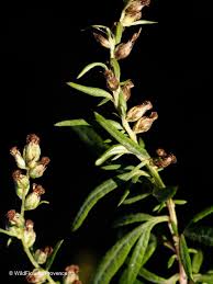 Attēlu rezultāti vaicājumam “Artemisia vulgaris flower”