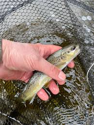 Image result for Dulverton Angling Association