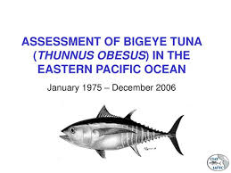 Image result for Thunnus obesus