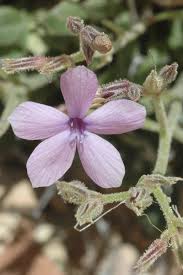 Attēlu rezultāti vaicājumam “Trichia alpina sessile”