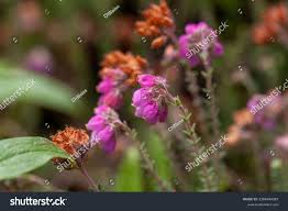 Attēlu rezultāti vaicājumam “Erica tetralix leaf”