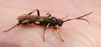 Attēlu rezultāti vaicājumam “Diphyus latebricola”