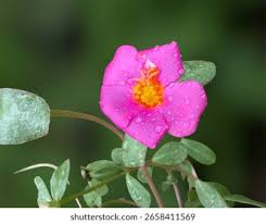 Attēlu rezultāti vaicājumam “Portulacaceae”