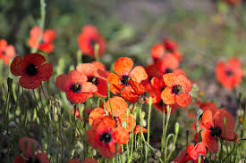 Attēlu rezultāti vaicājumam “Papaver argemone leaf”