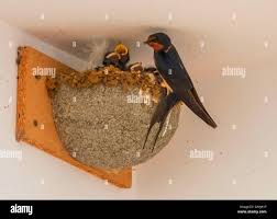 Attēlu rezultāti vaicājumam “Hirundo rustica nest”