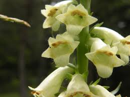 Image result for Digitalis lutea