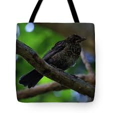 Attēlu rezultāti vaicājumam “Turdus merula female”