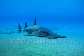 Image result for Rhynchobatus djiddensis