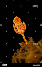 Attēlu rezultāti vaicājumam “Chara tomentosa”