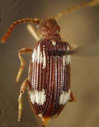 Attēlu rezultāti vaicājumam “Ptinus sp.”