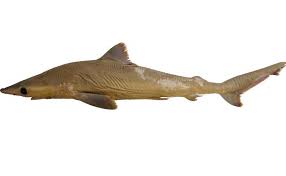 Image result for Carcharhinus