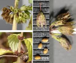 Attēlu rezultāti vaicājumam “Mentha arvensis bud”