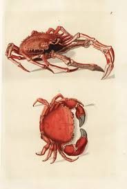 Image result for Lithodes maja