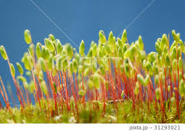 Attēlu rezultāti vaicājumam “Pohlia nutans sporophyte”