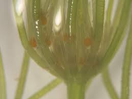 Attēlu rezultāti vaicājumam “Chara globularis”