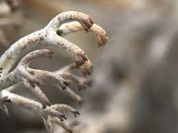 Attēlu rezultāti vaicājumam “Cladonia rangiferina”