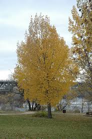 Attēlu rezultāti vaicājumam “Populus x lettland”