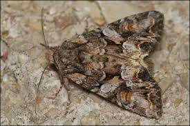 Attēlu rezultāti vaicājumam “Lacanobia contigua”