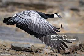 Attēlu rezultāti vaicājumam “Branta leucopsis”