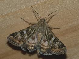 Attēlu rezultāti vaicājumam “Protoschinia scutosa”